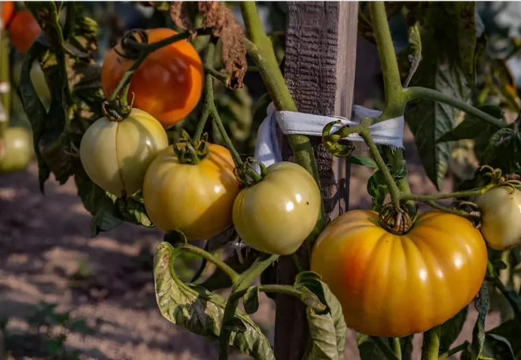 gros plan sur un plan de tomates avec des fruits pas encore murs et feuillage fane