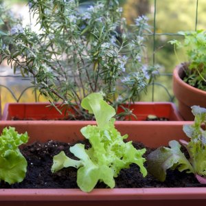 Comment faire un jardin potager sur son balcon : des légumes frais à portée de main