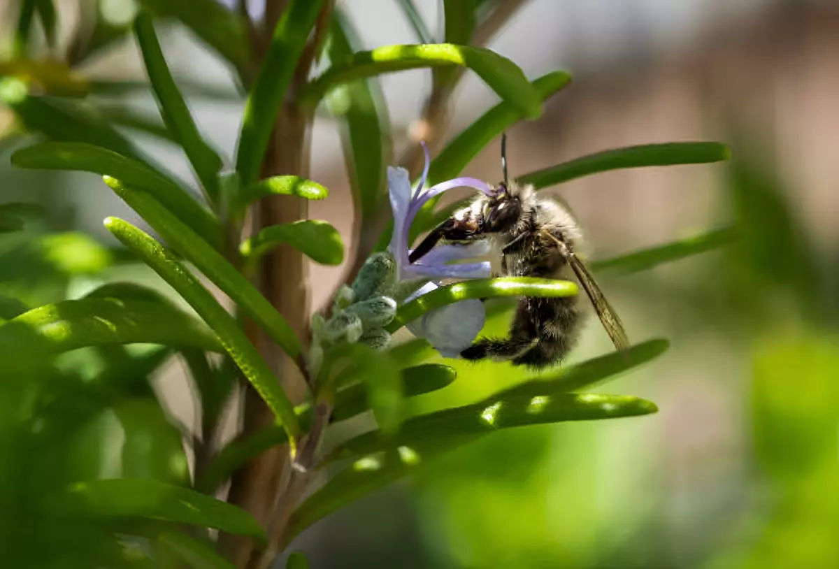 gros plan sur une abeille sur une fleur de romarin