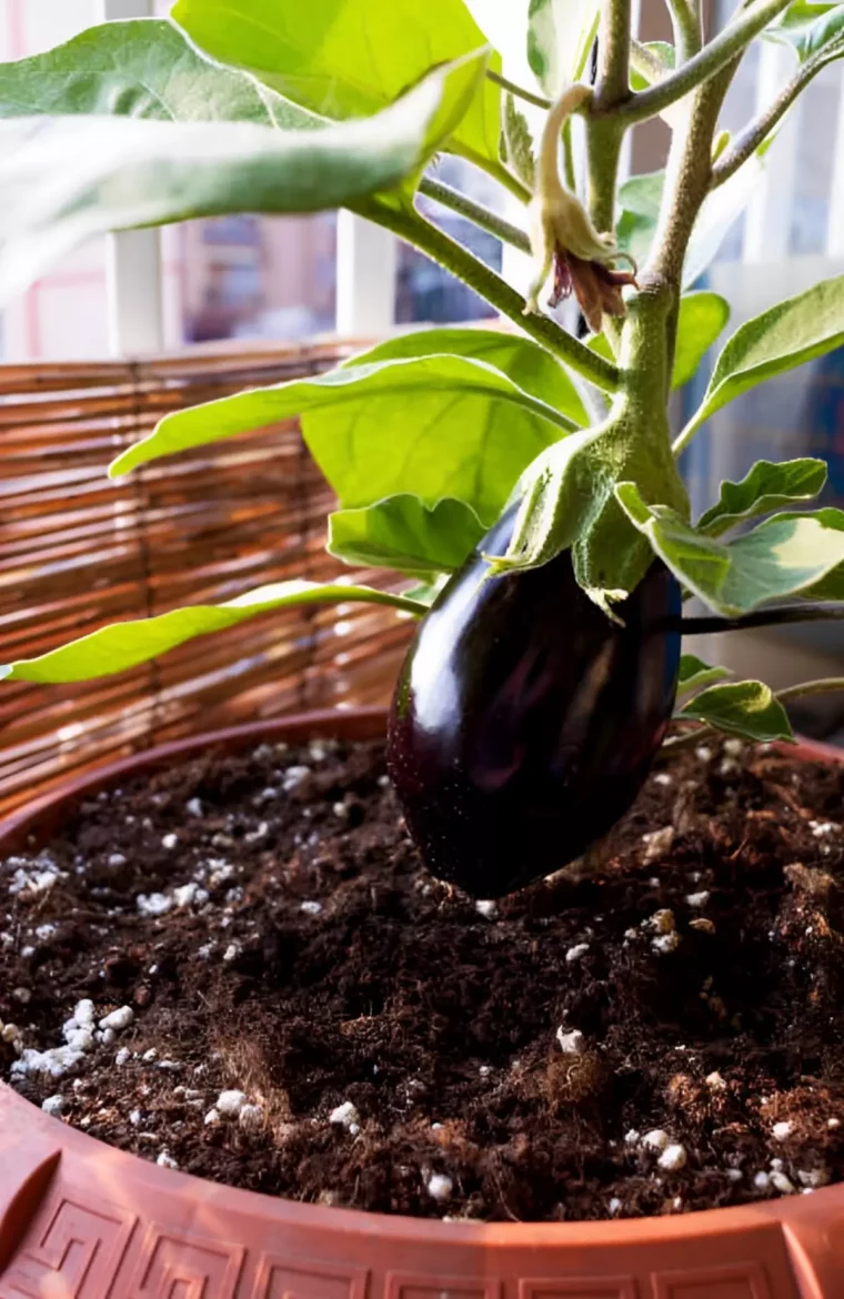 gros plan sur une aubergine mure sur un plant dans un pot sur un balcon