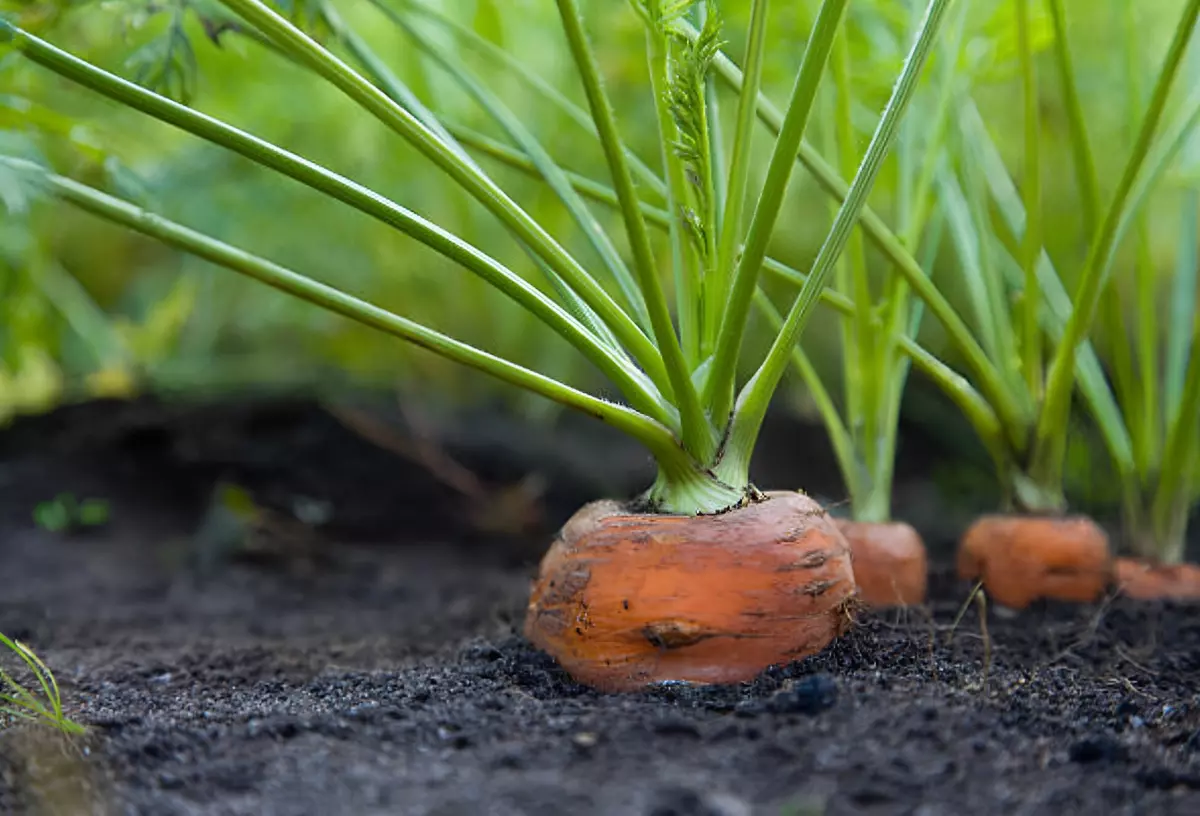 gros plan sur une carotte en terre dans une rangee de carottes