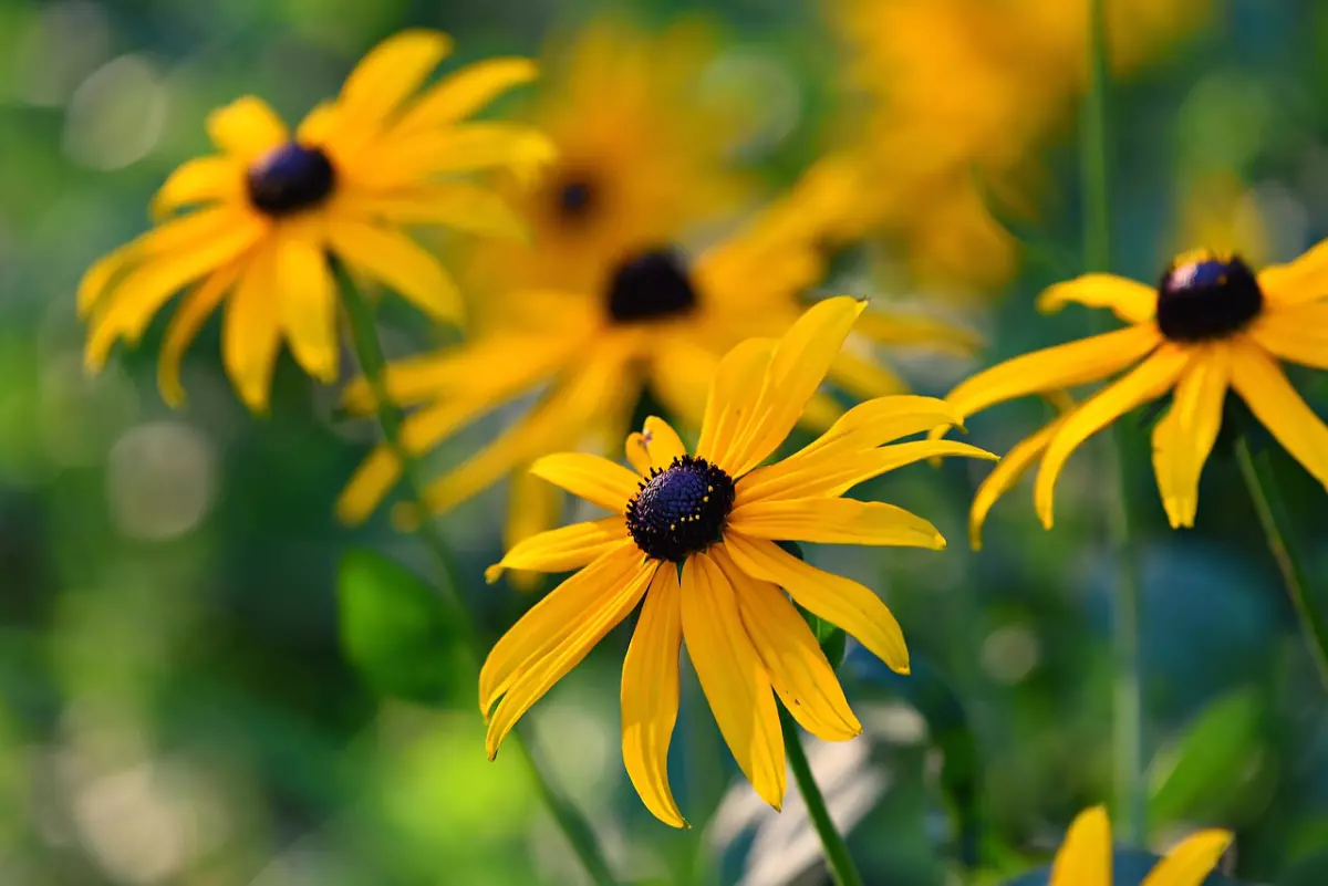 gros plan sur une fleurs rudbeckias sur fond flou de plusieurs fleurs de la meme espece