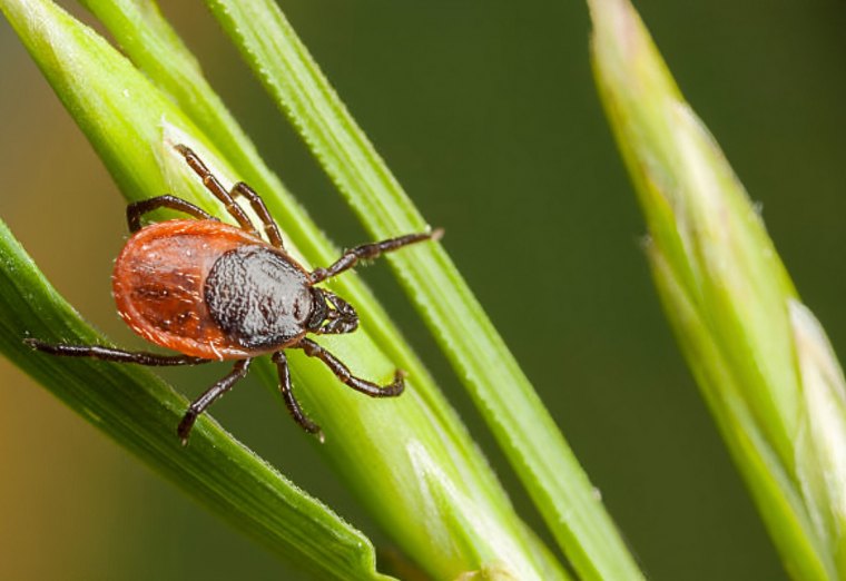 gros plan sur une tique sur des brins d herbe