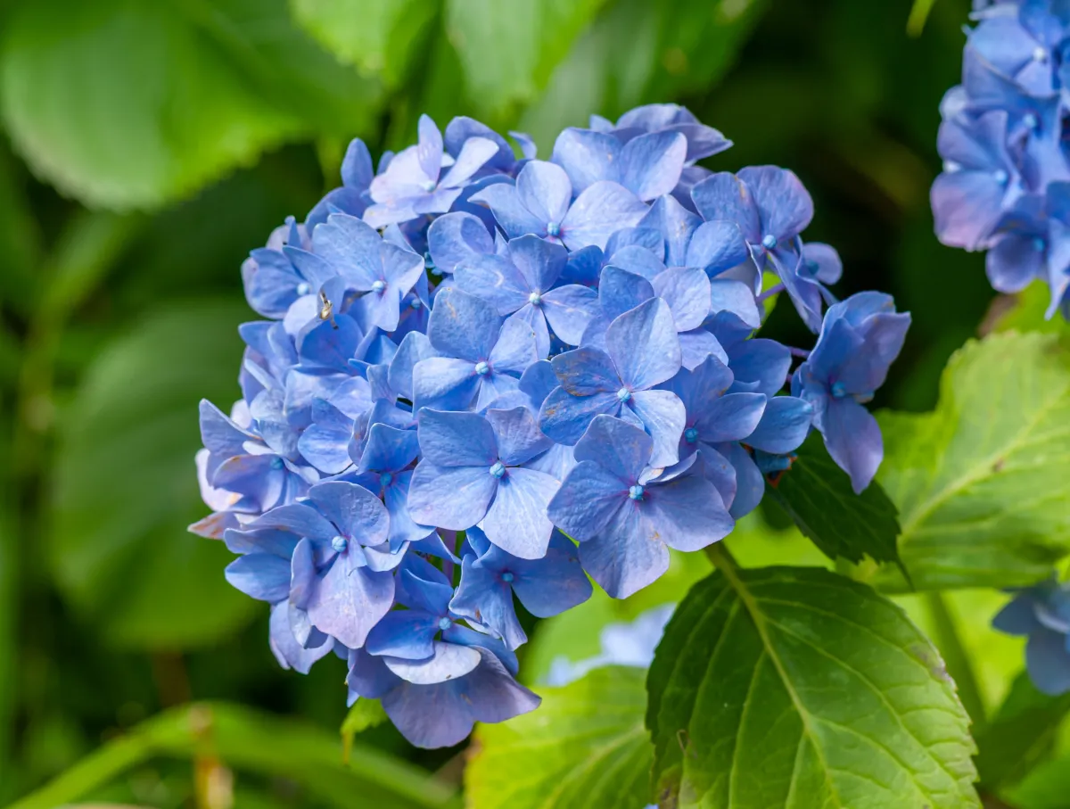 guide changer la couleur hortensia bleu comment faire