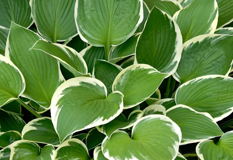 hostas avec des feuilles vertes avec des contours blancs