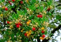 Les increvables : 5 arbustes qui résistent à la sécheresse