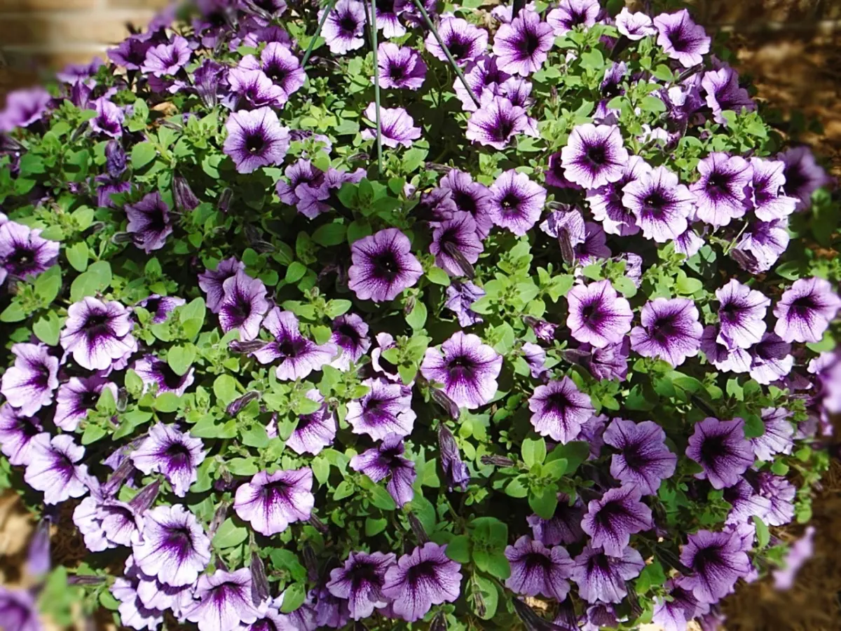 impatiens culture pot soleil lumiere ombre feuillage vert fleurs violettes