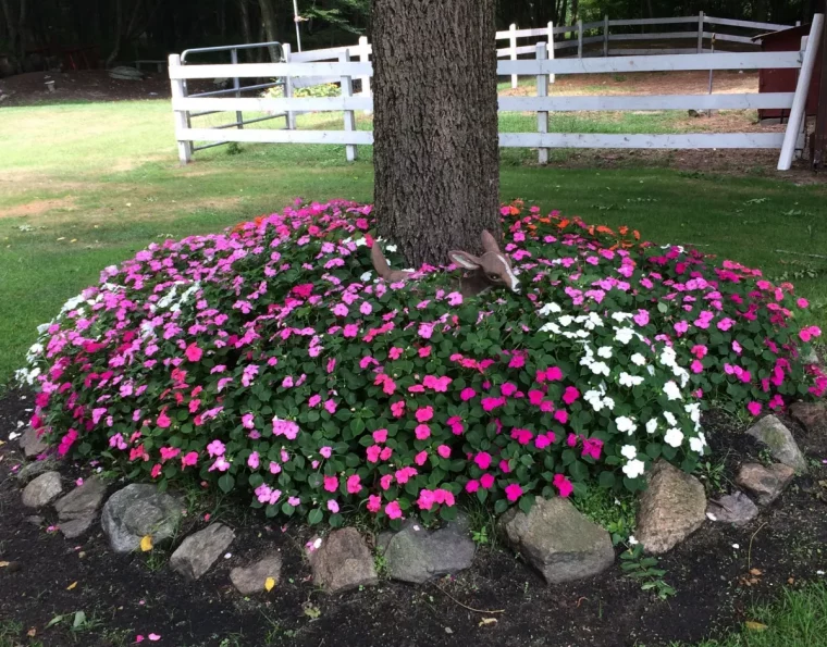 impatiens plante fleurie tronc arbre pierre terre sol bordure jardin bois blanc