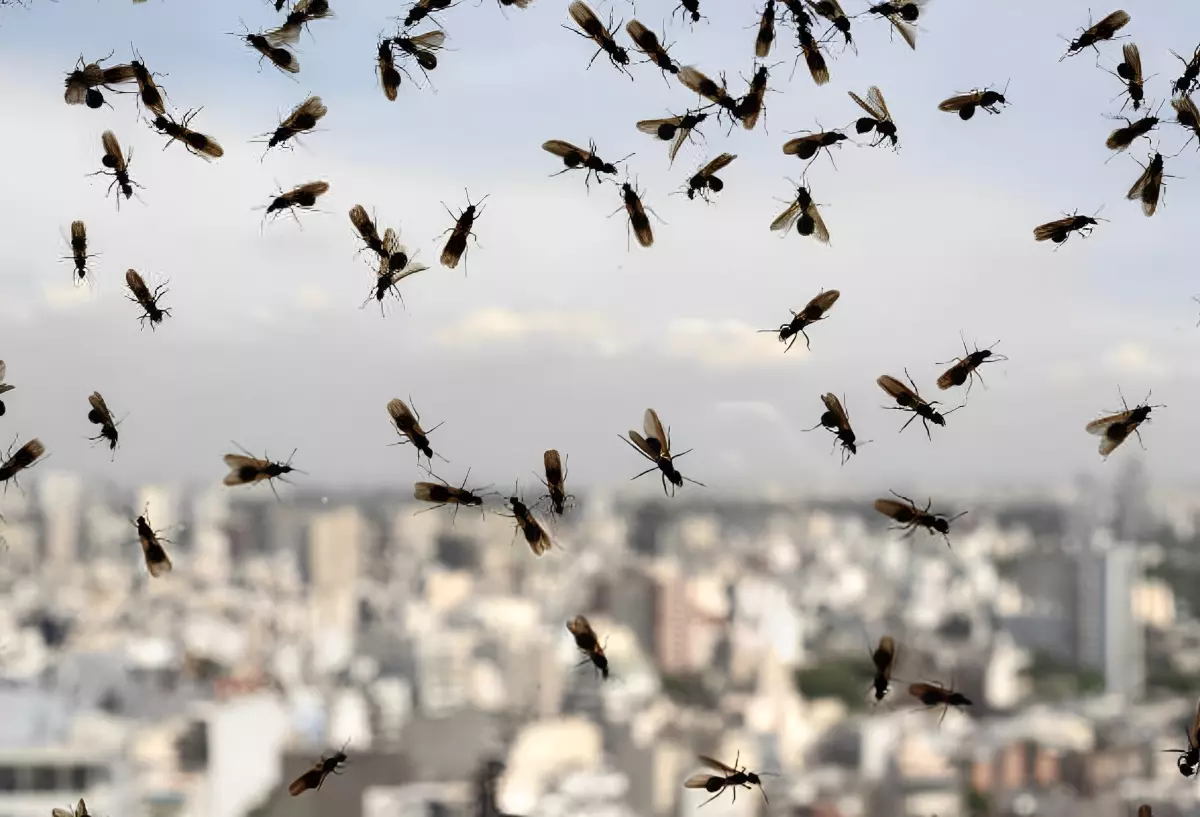 invasion de fourmis volantes sur une vitre