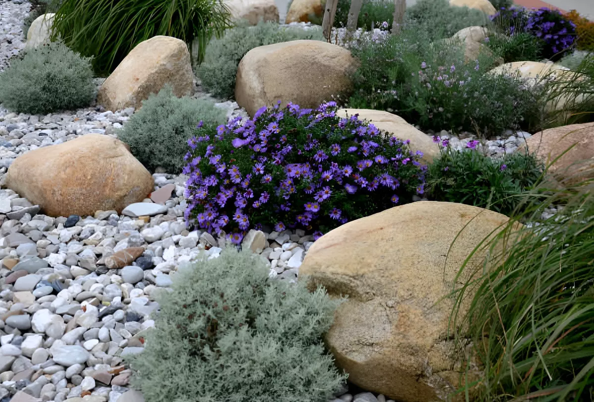 jardin de rocaille avec de grosses pierres des plantes resistantes et des cailloux