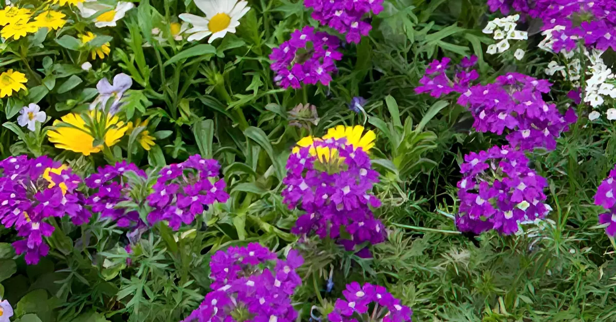 jardin fleuri pour abeilles et les papillons avec des fleurs violettes jaunes et blanches