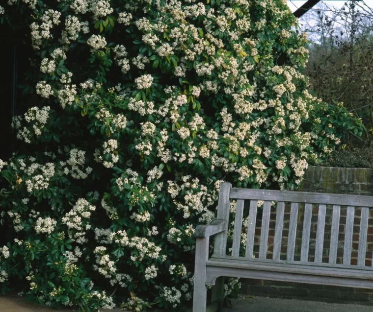 jasmin étoile plante asrbuste brise vue persistant