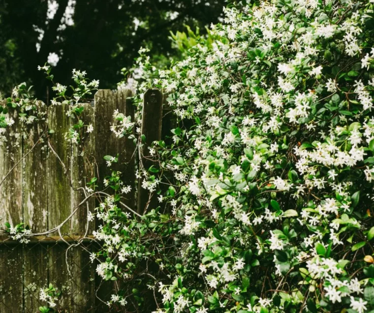 jasmin étoilé pour cacher un vis à vis cloture de bois