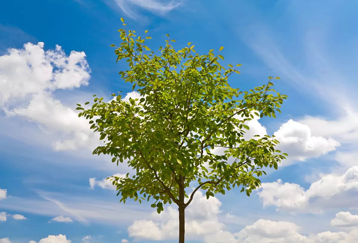 la couronne verdoyante d un jeune arbre sur fond de ciel bleu et nuages blancs