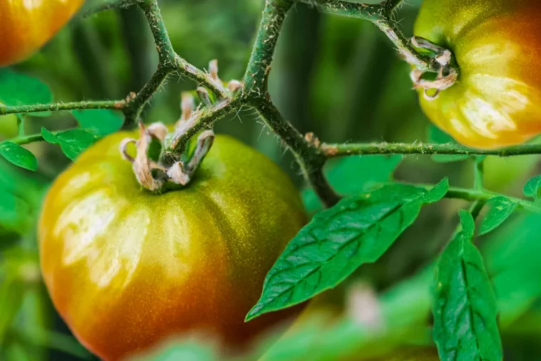 le dessus des tomates reste vert feuille vertes