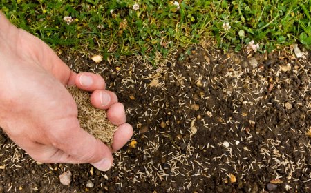 le meilleur gazon en juilletgraines main herbes vertes