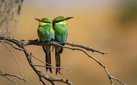 les animaux qui nous. protegent des oiseaux verts