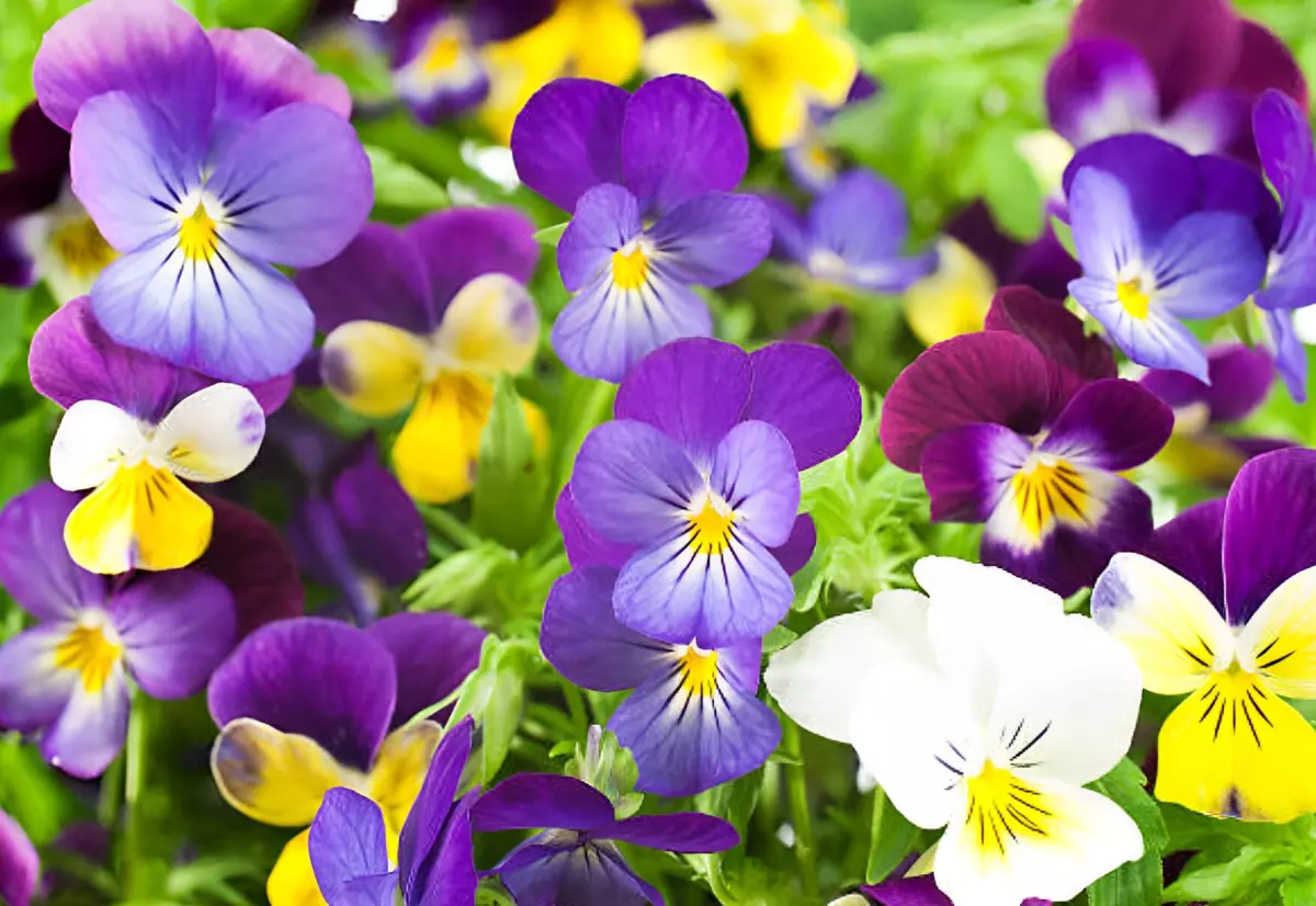 les fleurs des pensees en violet jaune et blanc