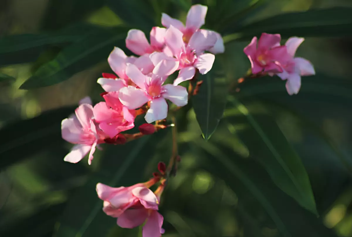 les fleurs roses de la pivoine ressortent sur le fond de son feuillage vert flou