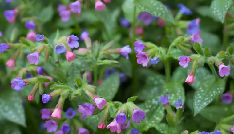 les petites fleurs roses et violettes de pulmonaire avec son feuillage typique a taches