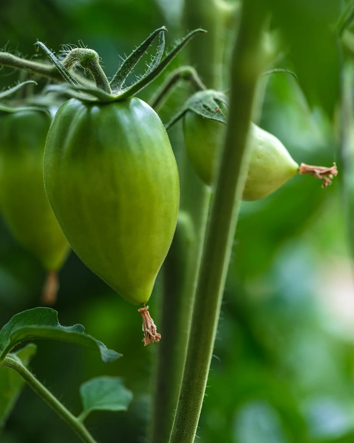 les raisons pour que les tomates restent vertes