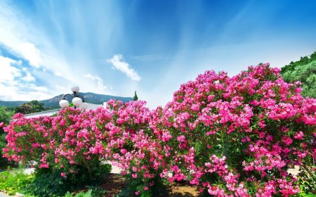 liste arbustes resistants a la secheresse laurier rose plante méditerranéenne