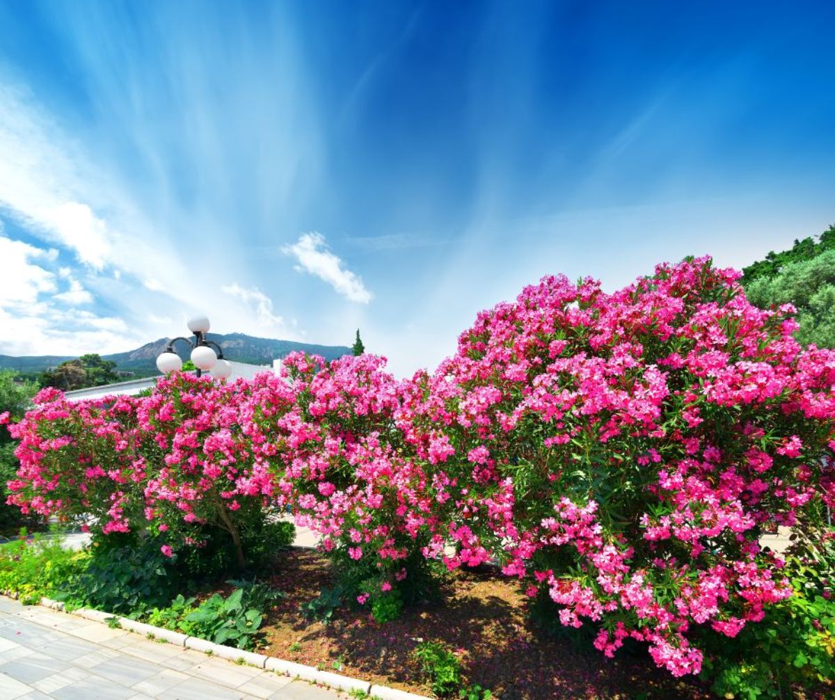 liste arbustes resistants a la secheresse laurier rose plante méditerranéenne