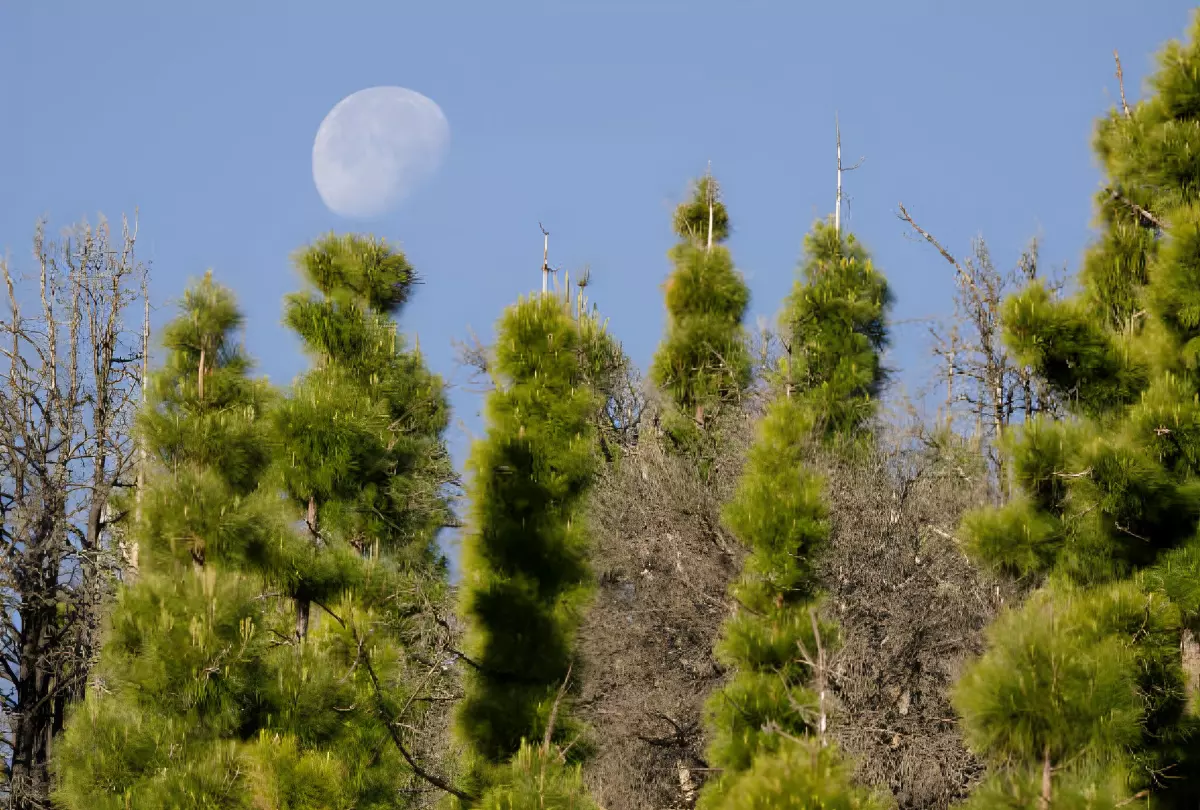lune globuleuse dans un ciel claire avec des arbres coniferes au premier plan