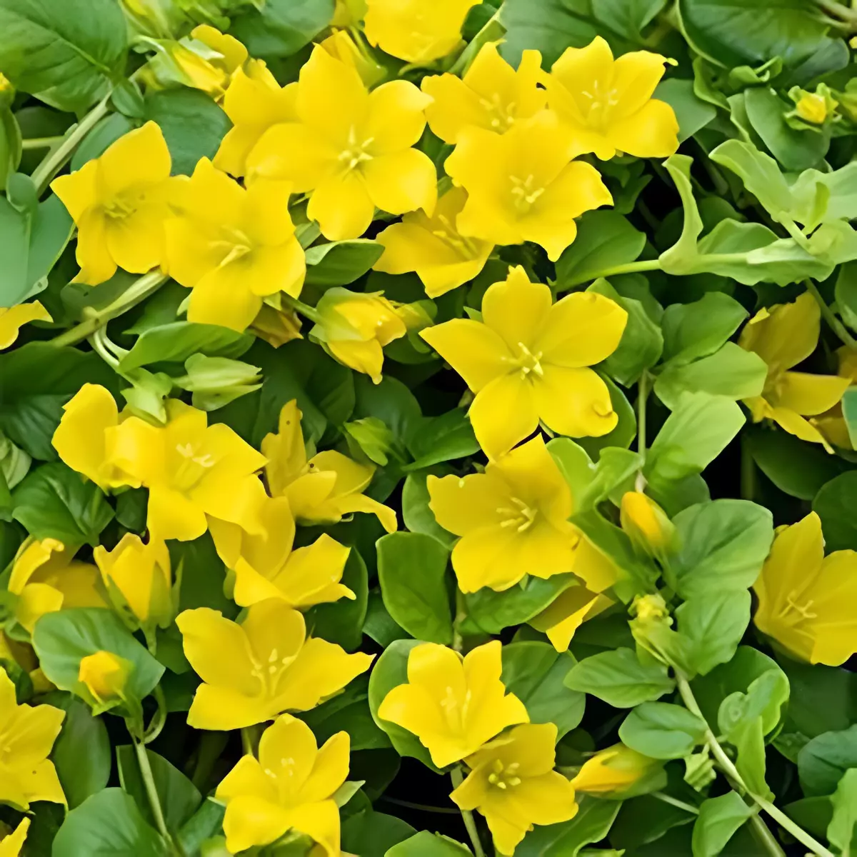 lysimaque nummulaire avec ses fleurs jaunes etincelantes