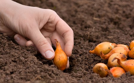 main qui plante un oignon a cote d un tas d oignon a planter