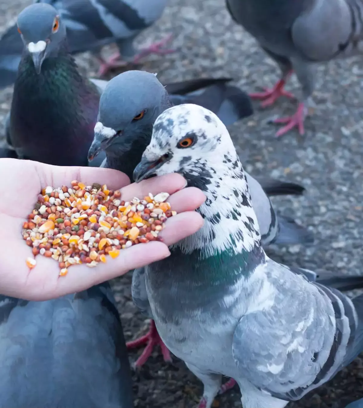 main remplie de graines nourrit les pigeons