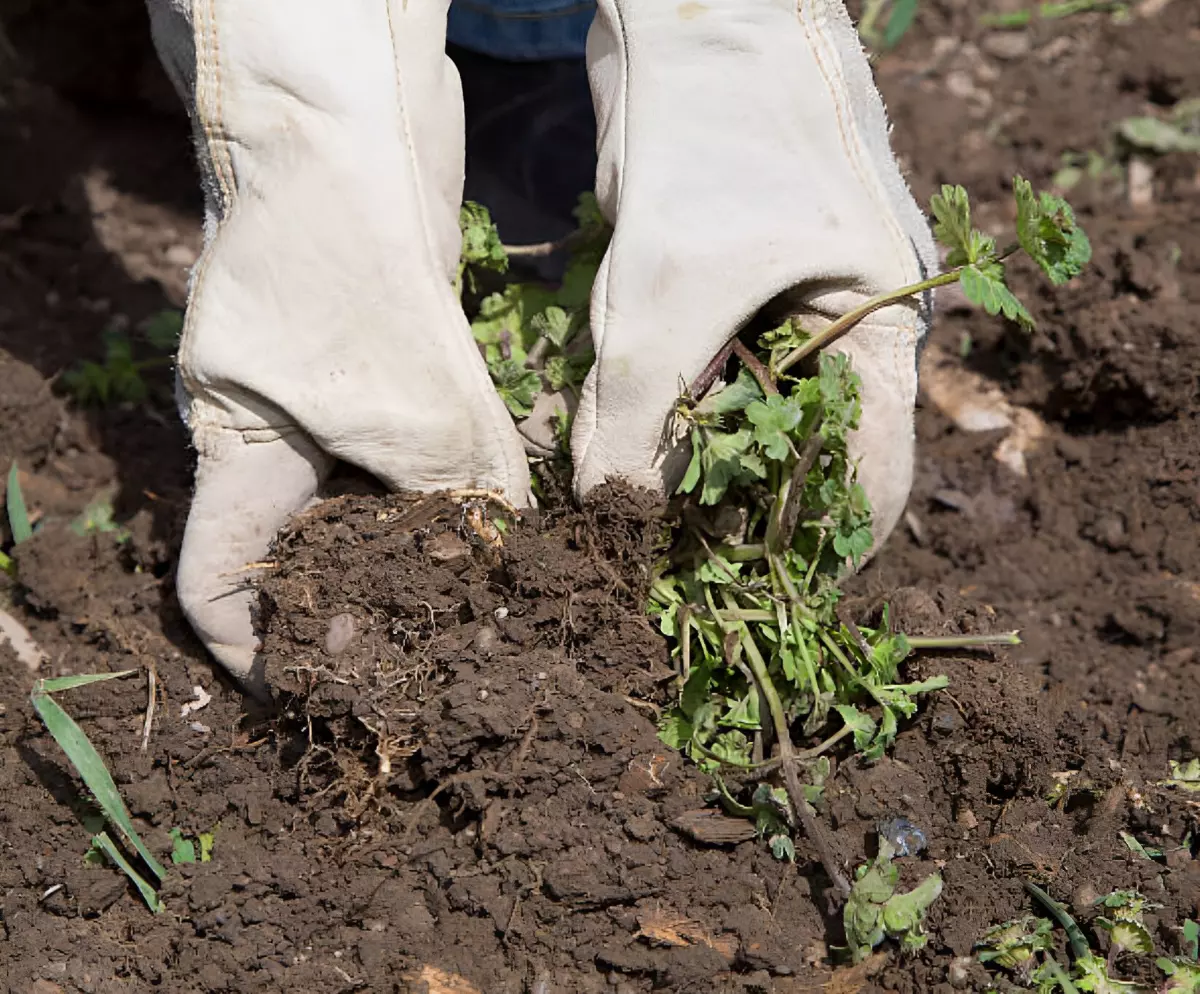 mains gantees desherbant le sol avant de planter
