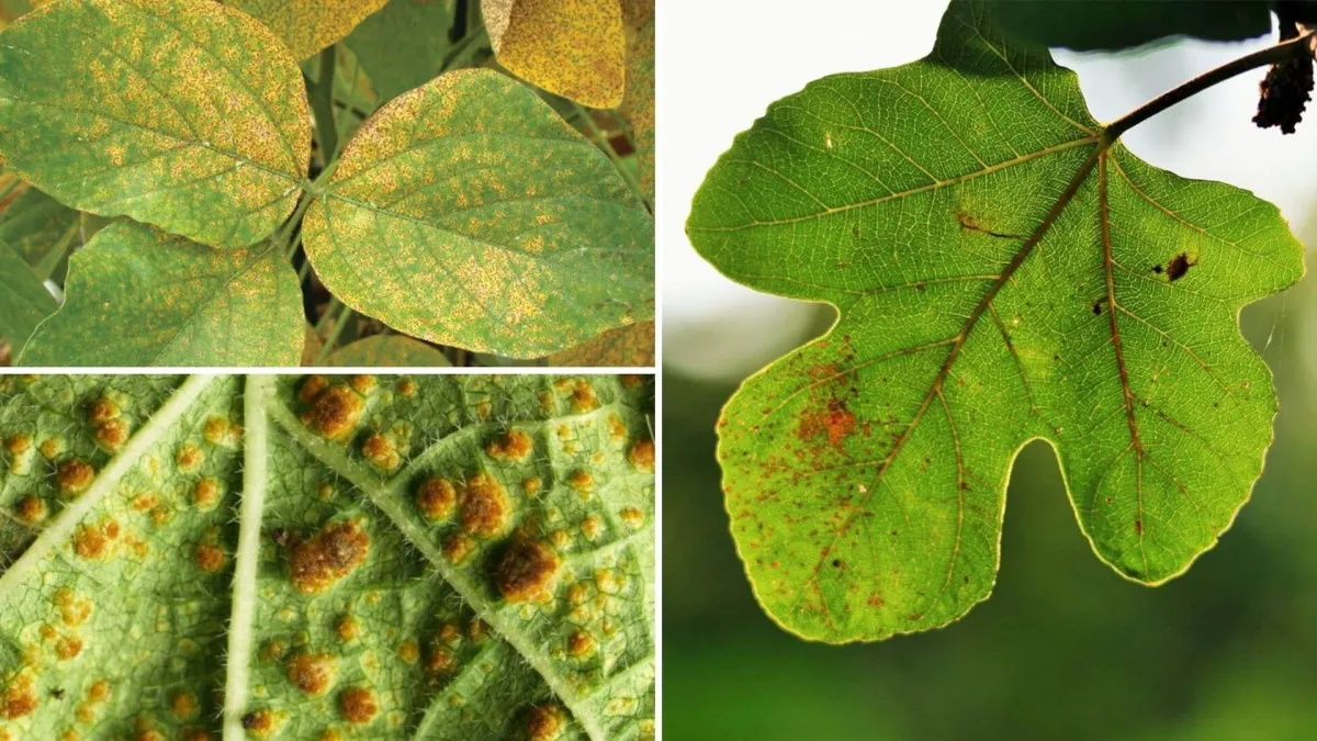 maladie champignons fongique vegetaux feuillage taches rouilles nervure feuille verte brune