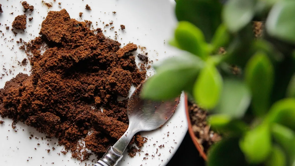 marc de cafe utilisation engrais naturel plantes vertrs assiette blanche cuillere