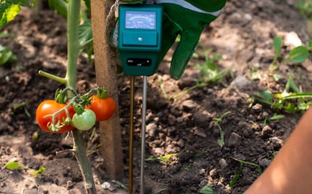 mesurement de l humidite du sol au pied d un plant de tomate avec un humidimetre