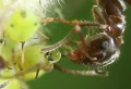 Comment se débarrasser du miellat : conseils pratiques pour éliminer les excrétions collantes des insectes