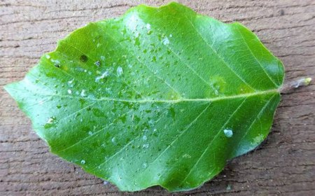 miellat sur une feuille verte sur fond d une surface en bois vue de dessus