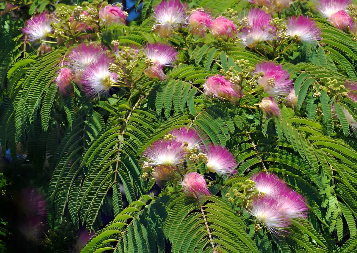 mimosa avec ses fleurs plumes blanc roses sur fond de son feuillage nervure