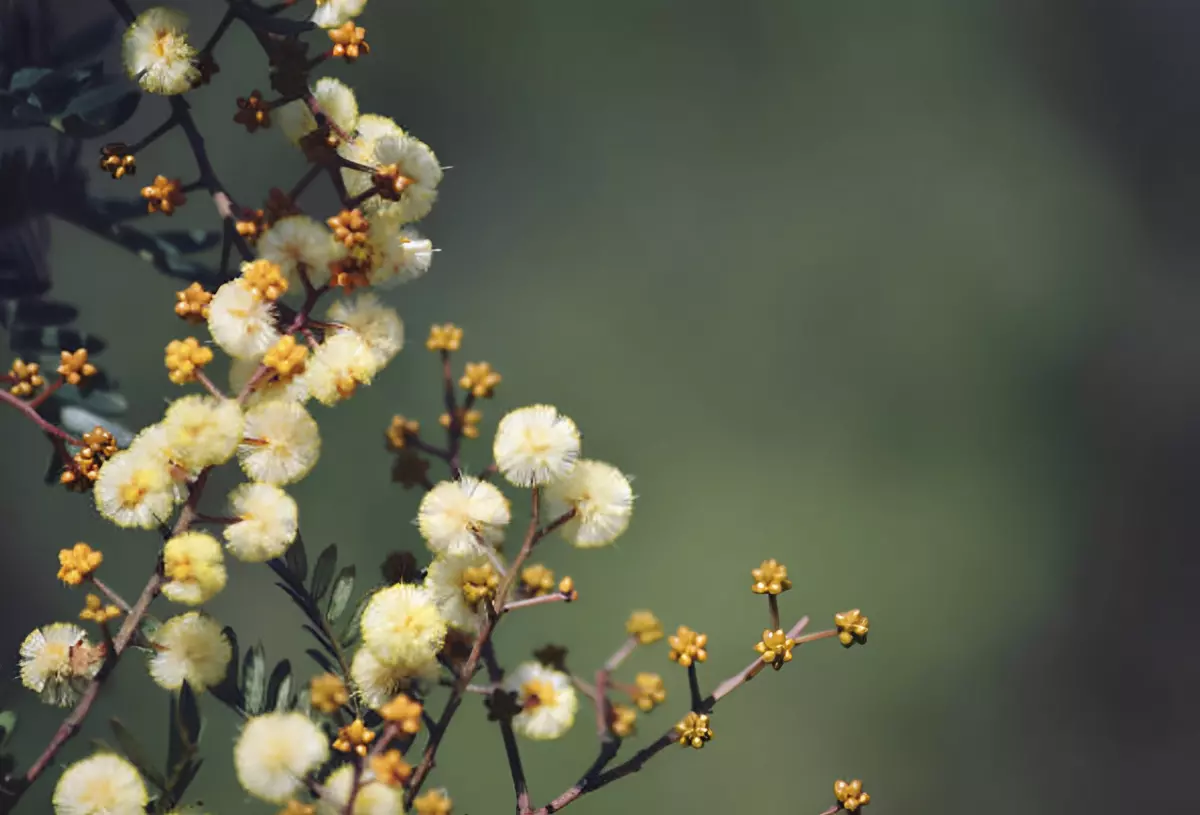 mimosa bourgeons debut de floraison