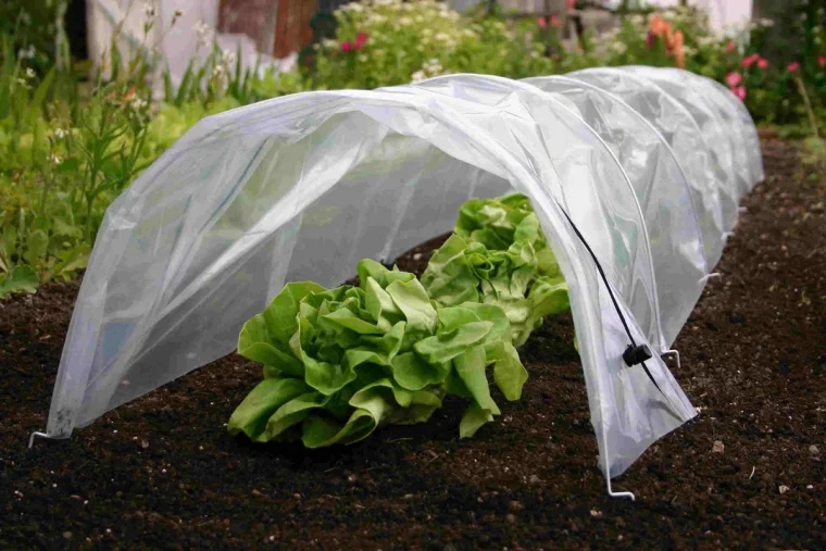 minitunnel bache transparent toile ombre salades legumes sol