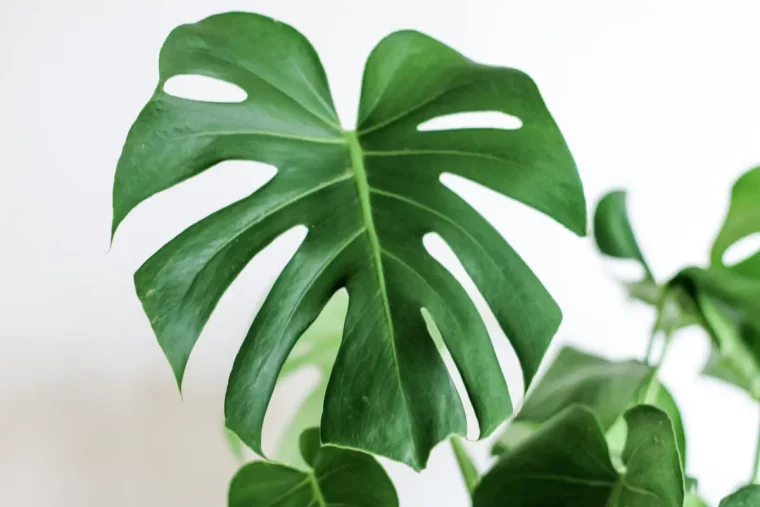 monstera deliciosa grosse feuille verte plante mur blanc lumiere