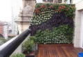 Comment faire un mur végétal extérieur sans entretien pas cher ? Conseils précieux des paysagistes