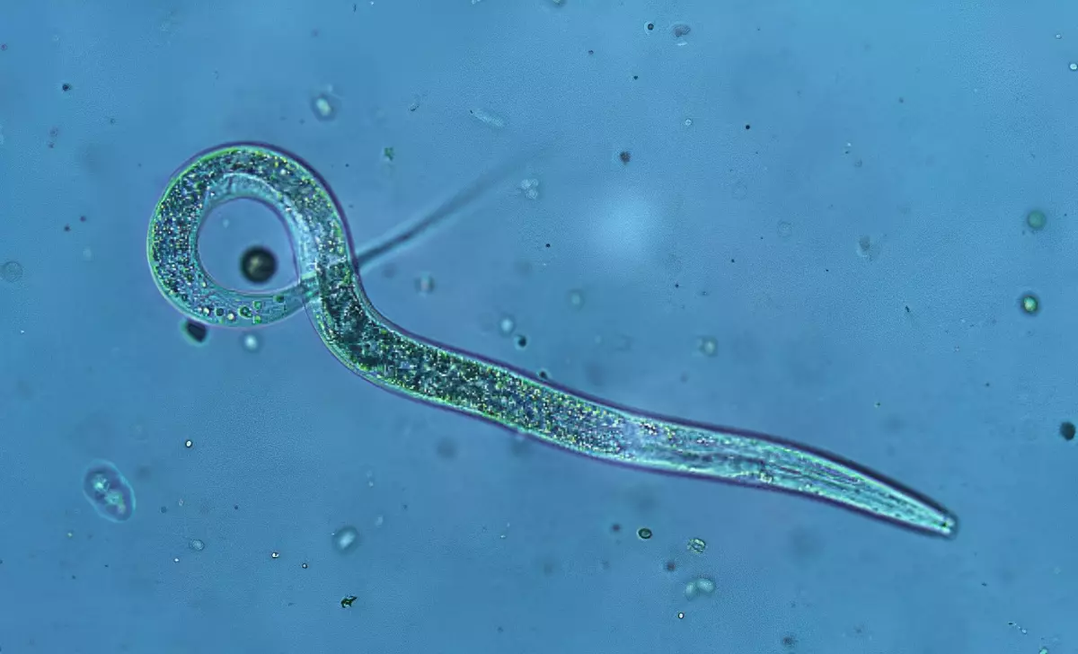 nematode vue sous microscope sur fond bleu