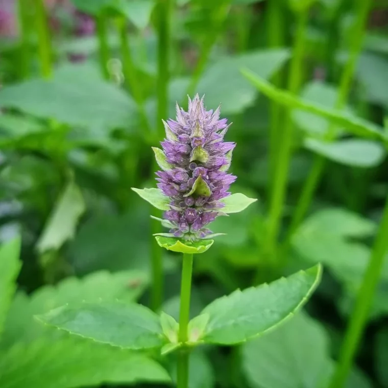 nepeta fleurs violettes feuilles vertes