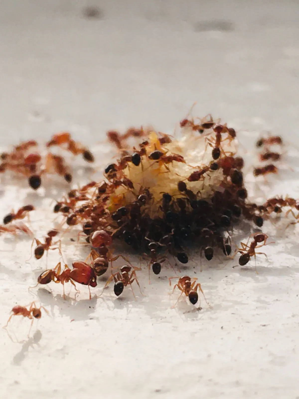nid fourmis nourriture sucre infestation insectes sol appat piege anti fourmis