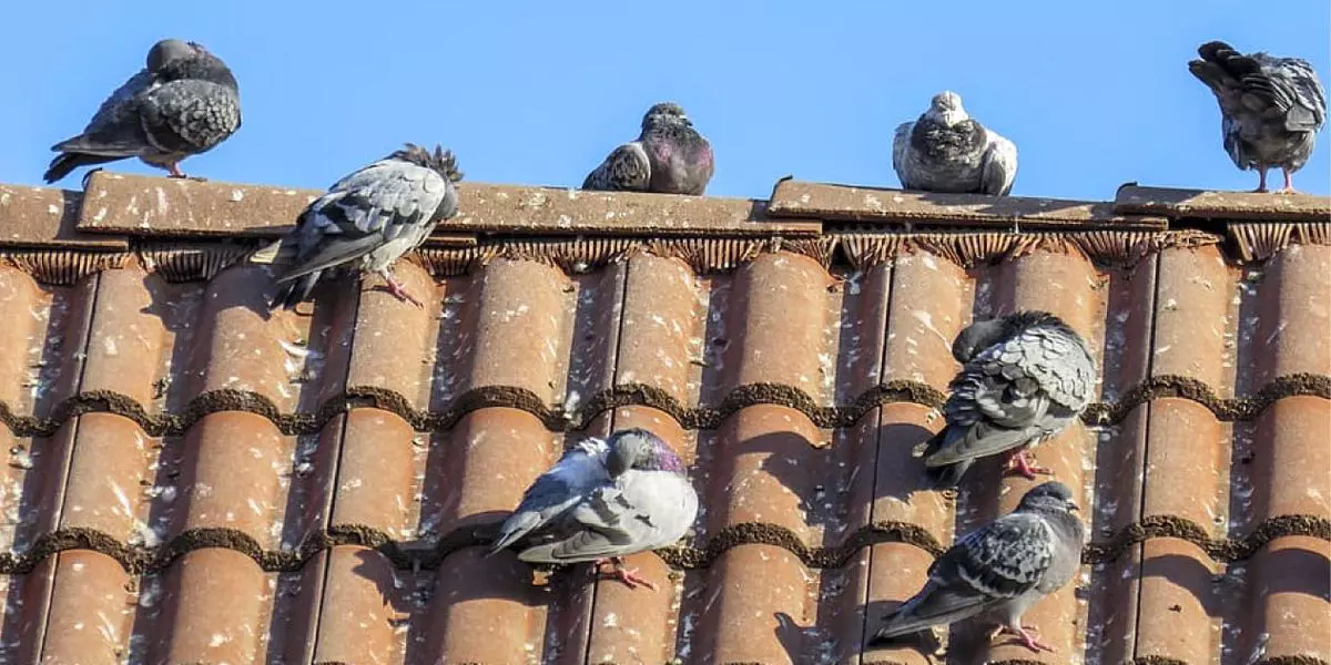 nombreux pigeons sur une toiture sous un ciel bleu
