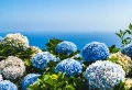 Que faire pour avoir des hortensias bleus et préserver leur couleur ?