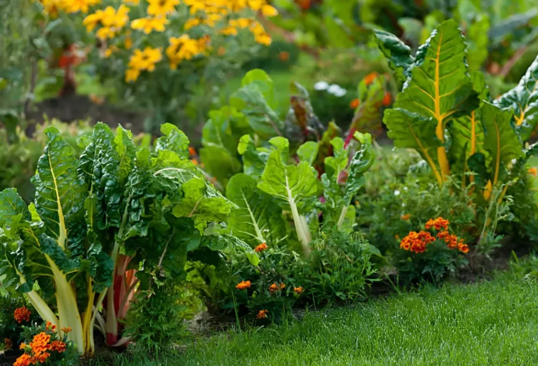 oeillets d inde sur le bord d un potager