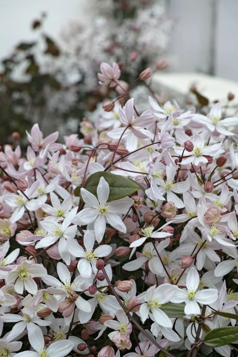 oranger du mexique pour se cacher vis à vis plante fleurie