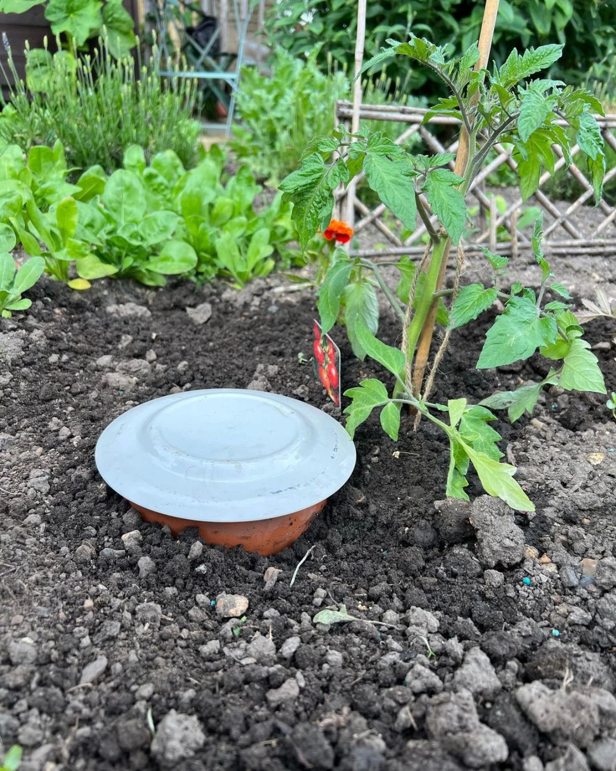 oyas pour un arrosage ecologique pot jardin tomates